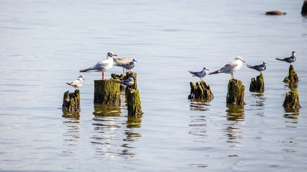 Cormorans et mouettes sur le lac Paléostomi, Poti, Géorgie — Photo