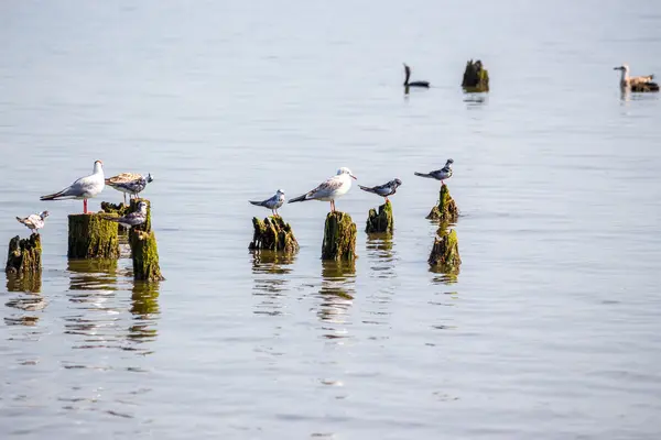 Cormorans et mouettes sur le lac Paléostomi, Poti, Géorgie — Photo