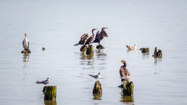 Corvos-marinhos e gaivotas no lago Paleostomi, Poti, Geórgia — Fotografia de Stock