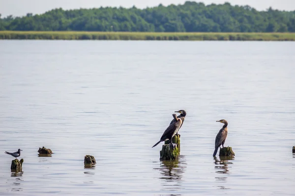 Cormoranes y gaviotas en el lago Paleostomi, Poti, Georgia — Foto de Stock