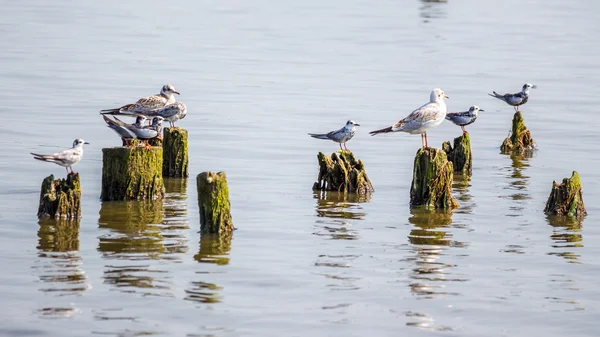 Cormorans et mouettes sur le lac Paléostomi, Poti, Géorgie — Photo