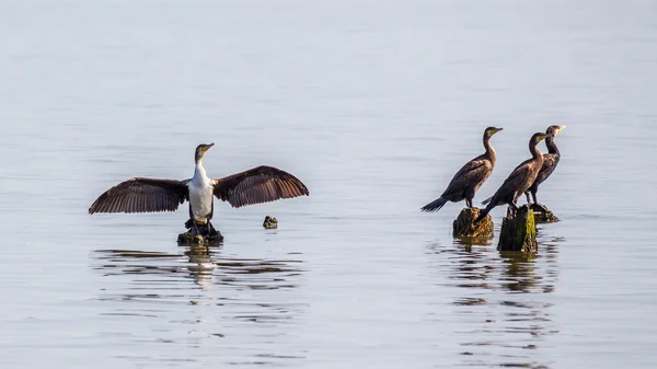 Cormorani sul lago Paleostomi, Poti, Georgia — Foto Stock
