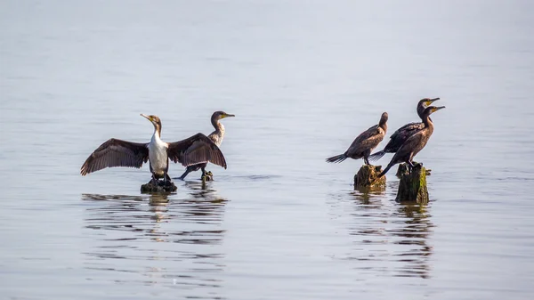 Cormoranes en el lago Paleostomi, Poti, Georgia — Foto de Stock