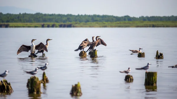 Cormoranes y gaviotas en el lago Paleostomi, Poti, Georgia — Foto de Stock