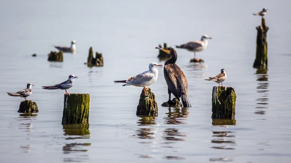 Corvos-marinhos e gaivotas no lago Paleostomi, Poti, Geórgia — Fotografia de Stock