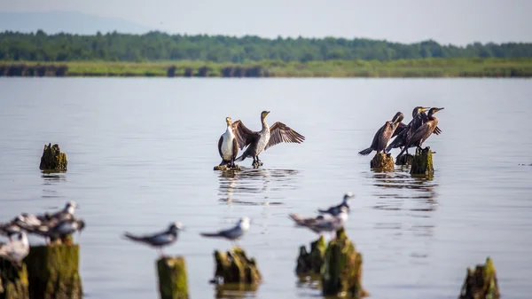 Cormoranes y gaviotas en el lago Paleostomi, Poti, Georgia — Foto de Stock