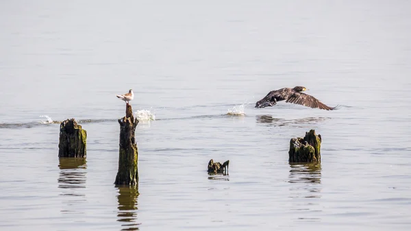 Cormorani e gabbiani sul lago Paleostomi, Poti, Georgia — Foto Stock