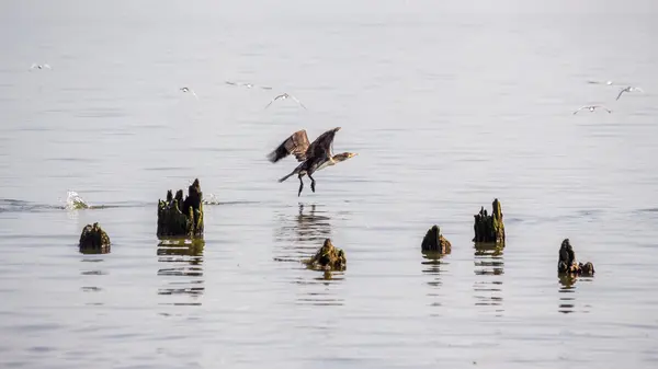 Cormorani și pescăruși pe lacul Paleostomi, Poti, Georgia — Fotografie, imagine de stoc