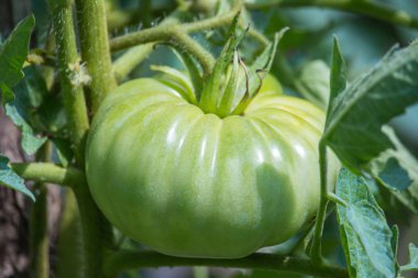 Bahçede domates. Bush üzerinde büyüyen yeşil domates planı