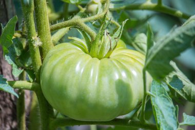 Bahçede domates. Bush üzerinde büyüyen yeşil domates planı