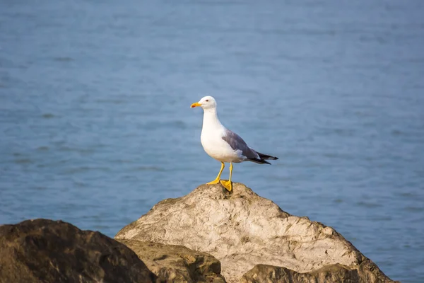 Seagull sit on the rock in the water. Sea background in the morn — Stock Photo, Image