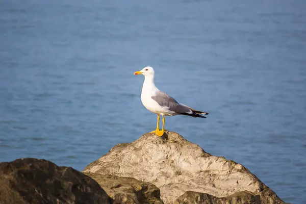 Möwen sitzen auf einem Felsen im Wasser. Meereshintergrund am Morgen — Stockfoto