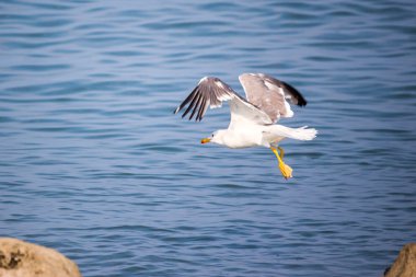 mavi deniz, Poti, Gürcistan uçan martı