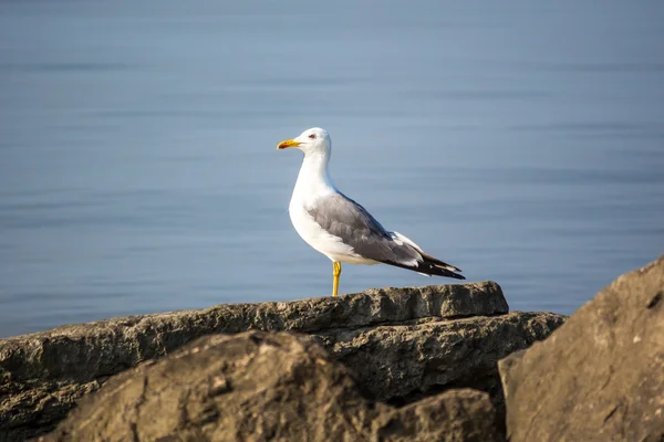 水の岩の上の座っているカモメ。朝の海の背景 — ストック写真