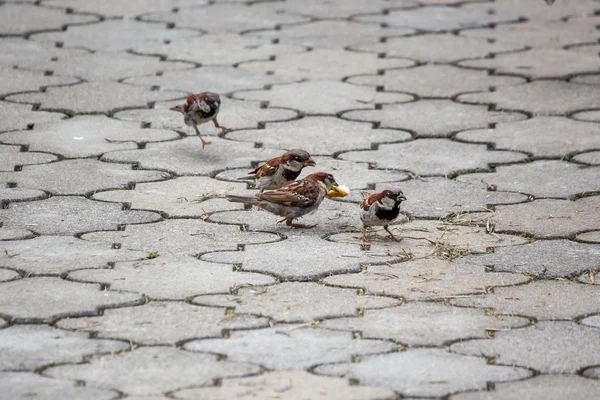 Sparrow pica grãos no caminho do parque. Aves — Fotografia de Stock