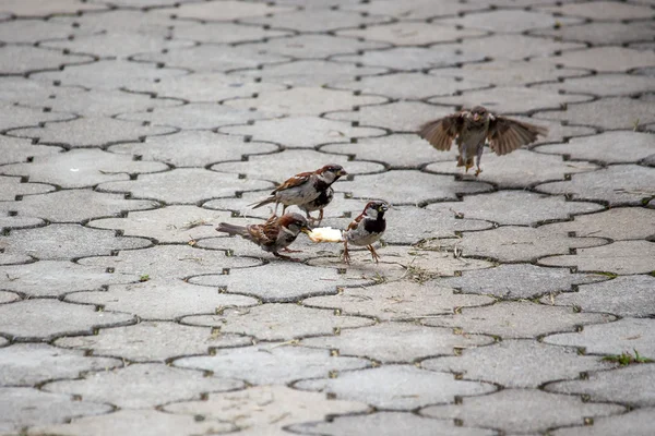 Sparrow klovne obilí na chodník v parku. Ptáci — Stock fotografie