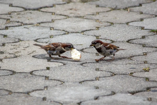 Sparrow klovne obilí na chodník v parku. Ptáci — Stock fotografie