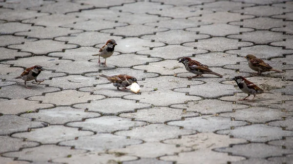 Sparrow pica grãos no caminho do parque. Aves — Fotografia de Stock