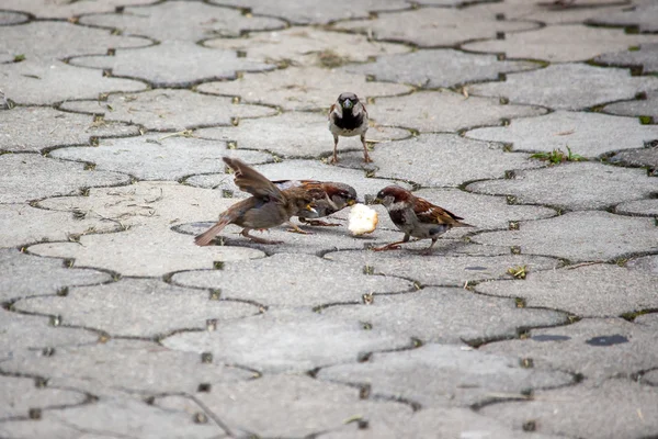 Veréb pecks gabona a járdára a parkban. Madarak — Stock Fotó