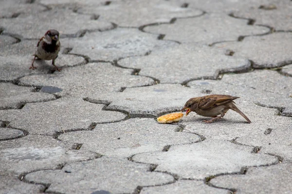 Sparrow pecks grain on the footpath in the park. Birds — Stock Photo, Image