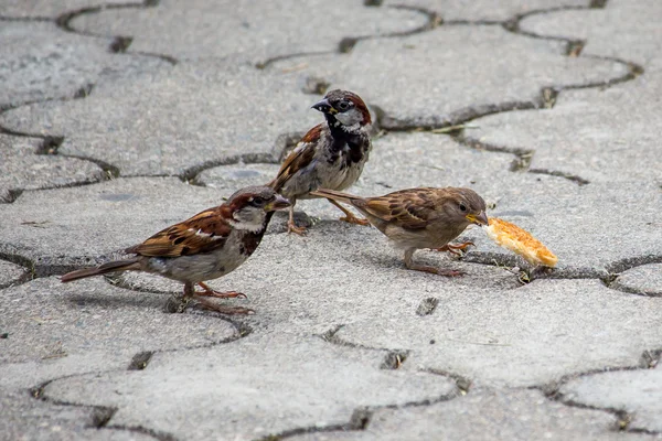 Veréb pecks gabona a járdára a parkban. Madarak — Stock Fotó