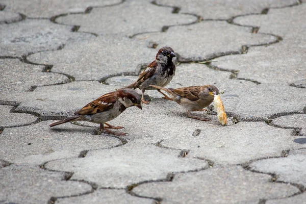 Sperling pickt Körner auf dem Fußweg im Park. Vögel — Stockfoto