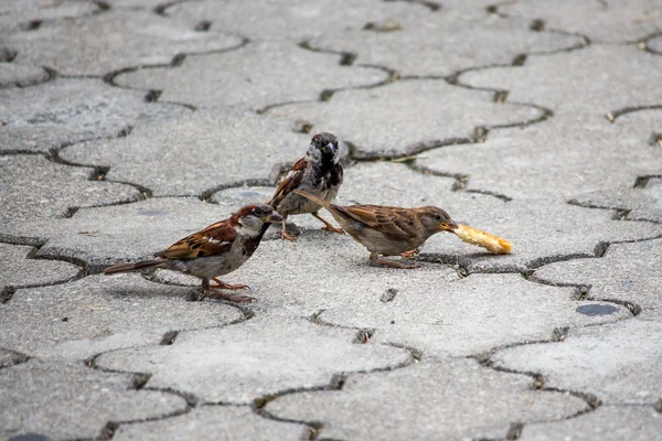 Sparrow klovne obilí na chodník v parku. Ptáci — Stock fotografie