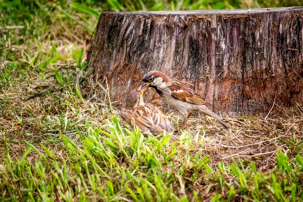 Passero nell'erba verde, natura, parco — Foto Stock