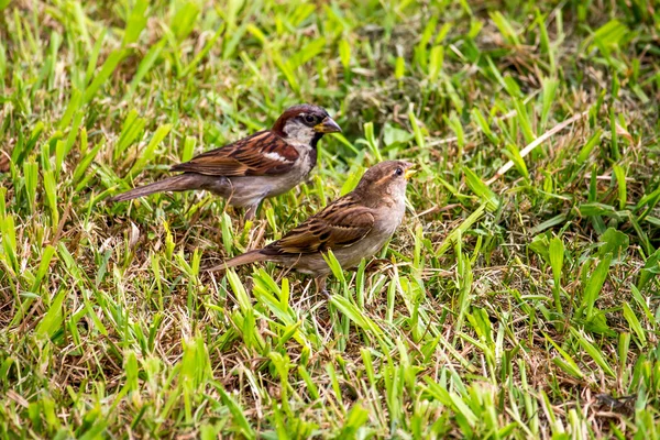 Pardal na grama verde, natureza, parque — Fotografia de Stock