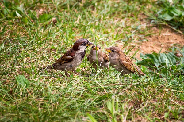 Sparrow in het groene gras, natuur, park — Stockfoto