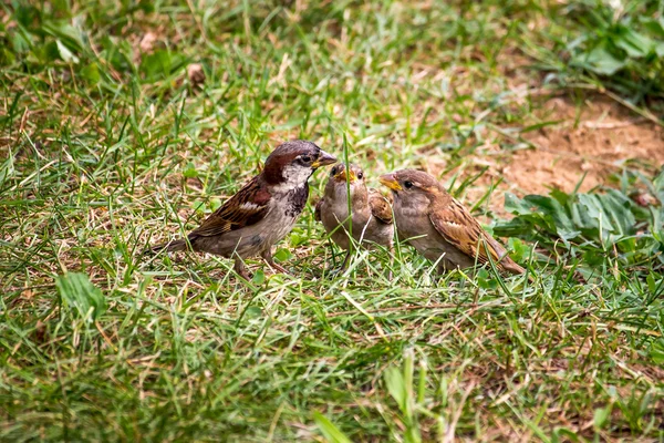 Sperling im grünen Gras, Natur, Park — Stockfoto