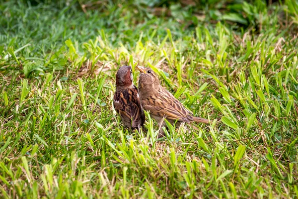 Pardal na grama verde, natureza, parque — Fotografia de Stock