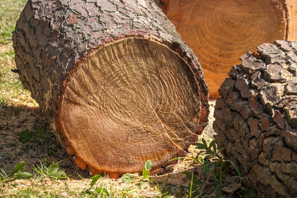 Haldy řezivo borovice polenového dřeva hrubý borové kůry detailní zobrazení — Stock fotografie