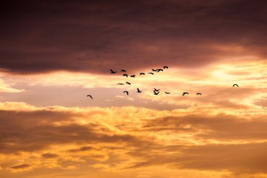 Karabatak uçan gökyüzünde grup