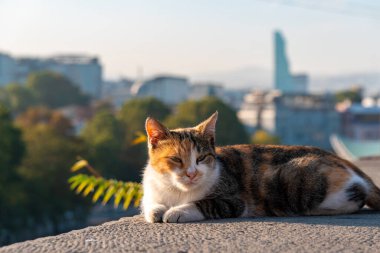Gürcistan 'ın Tiflis şehrinin arka planında bir kedi var.