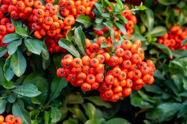 Pyracantha ya da sonbaharda parlak kırmızı böğürtlenli ateş dikenli bitki. Flora.