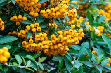 Pyracantha ya da sonbaharda parlak sarı böğürtlen ya da nar içeren ateş dikeni bitkisi. Flora.