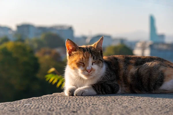 ジョージアのトビリシ市を背景に国境の猫が — ストック写真