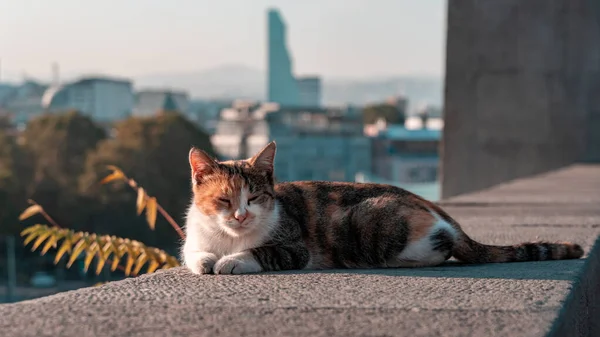 ジョージアのトビリシ市を背景に国境の猫が — ストック写真