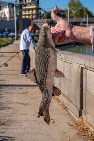 トビリシのクラクラ川のほとりで漁師の手に魚を捕った — ストック写真