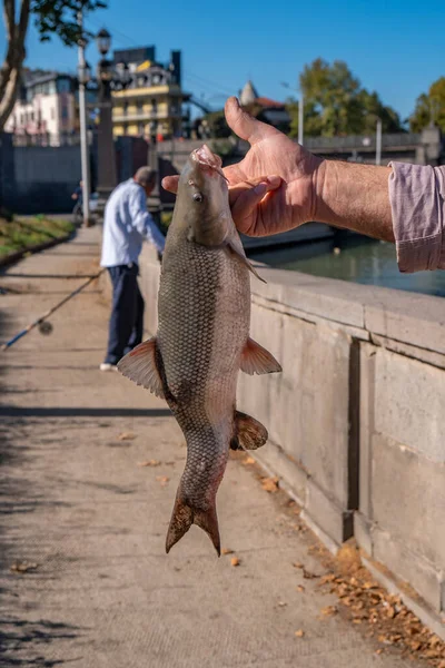 トビリシのクラクラ川のほとりで漁師の手に魚を捕った — ストック写真