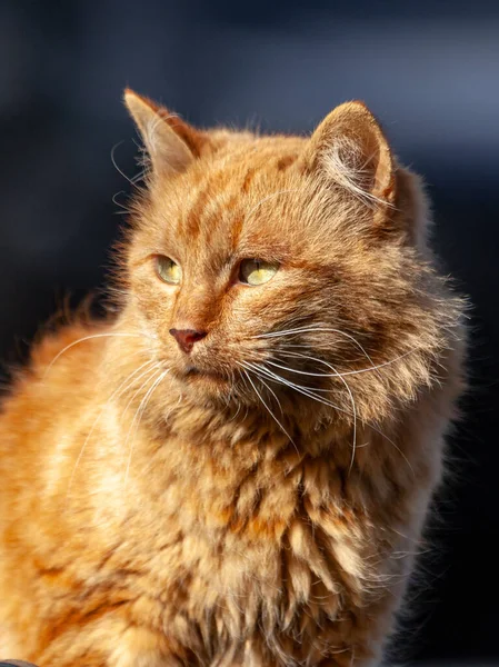 かわいい赤い通りの猫はコンクリートの上にあり 太陽が昇る黄金の光線の中にあります — ストック写真