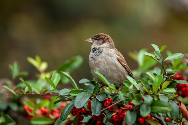 Sparrow Sitting Branch Shrub Yellow Green Leaves Autumn Time Birdes — Stock Photo, Image