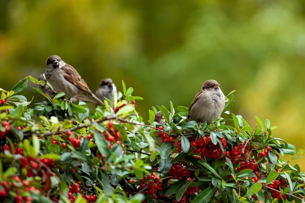 Sperling Sitzt Auf Einem Zweig Eines Strauches Mit Gelben Und — Stockfoto