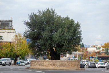 Tiflis, Georgia - 14 Kasım 2020 Rustaveli Bulvarı 'nda zeytin ağacı. Tiflis, seyahat et.
