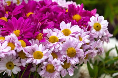 Sokak pazarında çiçek açan pembe papatya çiçekleri.