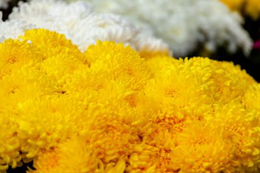 Çiçek buketinde sarı kasımpatı çiçekleri, arka plan ve doku