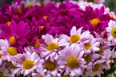 Sokak pazarında çiçek açan pembe papatya çiçekleri.