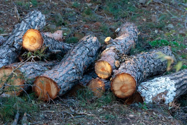 Nyhuggen Furu Stockar Staplade Nära Skogsväg Ekologi — Stockfoto