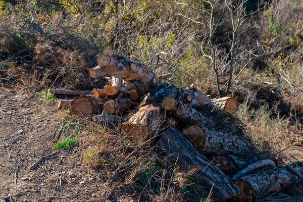 森の道 生態系の近くに積み上げられた新鮮に切られた松の木の丸太 — ストック写真